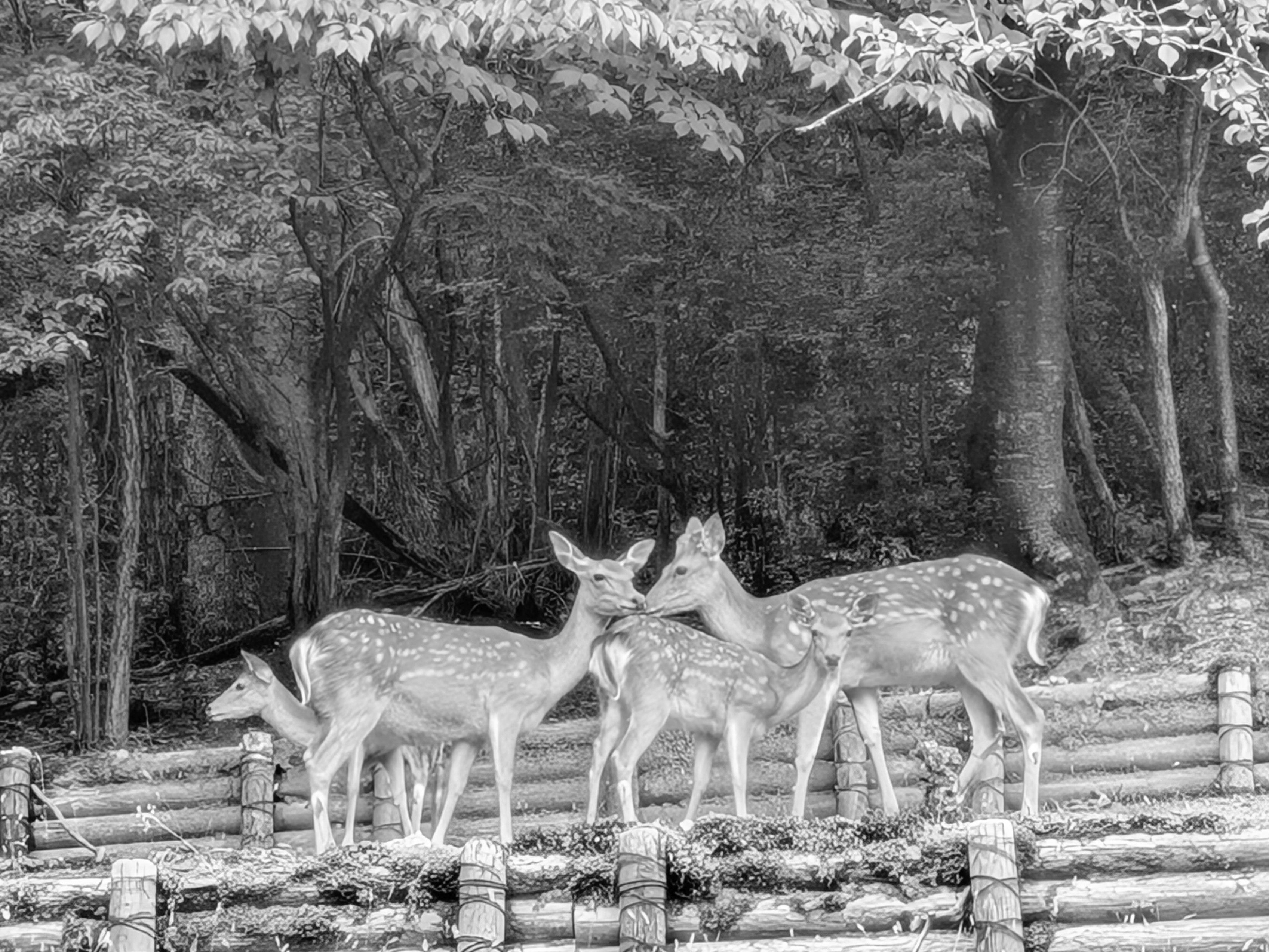 【大36 嵩山会】同級生のみなさんお元気ですか?